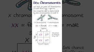 XY Sex Chromosomes  GCSE Biology Revision Shorts [upl. by Colene]