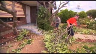 The Garden Gurus  Frangipani Demolition [upl. by Maon]