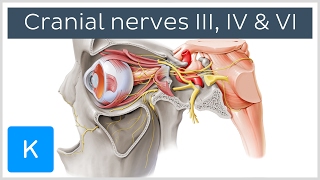 Oculomotor Trochlear and Abducens Nerves preview  Human Anatomy  Kenhub [upl. by Ikir]