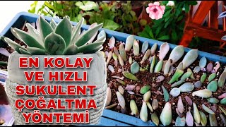 SUKULENT ÇOĞALTMA DA EN HIZLI VE PRATİK YÖNTEM  YAPRAKTAN ÇOĞALTMA  ÇİÇEK DİKİMİ [upl. by Klepac]