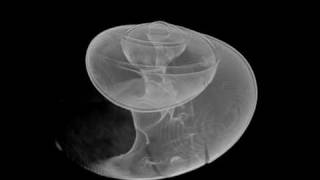 XRay microCT of a shelled pteropod Limacina helicina antarctica [upl. by Siraval]