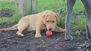 Chiot Labrador de 3 mois et un husky et cane corso [upl. by Leahcim]