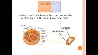 Centrosome vs centriole vs chromosome vs centromere [upl. by Jaymie]