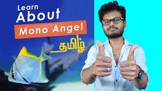 How to Care Mono Angel fish or Sea Angel fish  Review in Tamil [upl. by Barden]