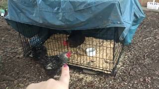 Stop Bullying UPDATE  Mean Alpha Hen in Chicken Quarantine [upl. by Miah]