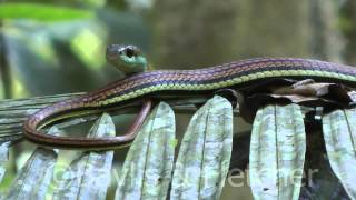 Striped Bronzeback Dendrelaphis caudolineatus Malaysia 20150507130521m2ts [upl. by Liamaj]