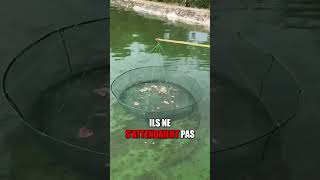 Ces hommes capture des poissons énorme avec une pastèque 😭❤️ shorts [upl. by Middlesworth889]