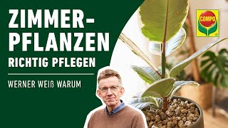 Zimmerpflanzen pflegen Standort  Gießen  Düngen  Schädlinge bekämpfen  COMPO [upl. by Piegari]