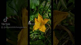 Summer Garden gardener gardener summer gardening plants [upl. by Rori502]