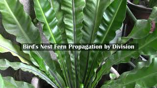 Birds Nest Fern Propagation by Division [upl. by Anahcar]