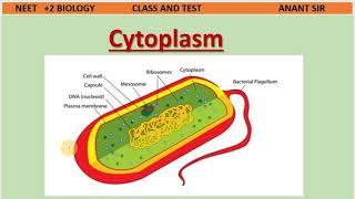 Cell 4  Mesosomes Chromatophores and Cytoplasm in Bacterial cell  NEET BIOLOGY  Class And Test [upl. by Airamat]