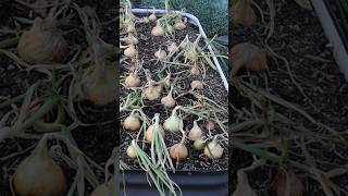 👀 TRUE or FALSE Spooning your Onions results in bigger bulbs Follow for more garden experiments [upl. by Seda854]