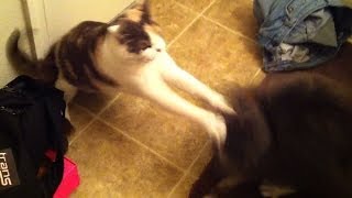 Female cat fights back against her aggressive brother [upl. by Aierdna844]