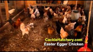 Easter Egger Chicken Breed Breeder Flock  Cackle Hatchery [upl. by Gurevich722]