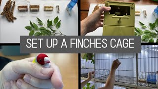 Cage setup for finches  Breeding Cages And How To Set Up [upl. by Orv]