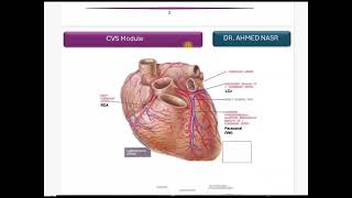 شرح محاضرة الاناتومي CVS lec 2Blood supply and innervation of heart [upl. by Enirehtak]