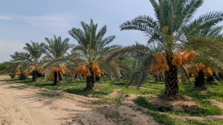 DATE CROPS  Date Palm  Planting Information in Punjab [upl. by Eleaffar]