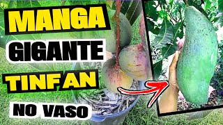 Conheça a manga gigante MANGA TINFAN Veja como fiz enxerto na muda de manga [upl. by Kyrstin]