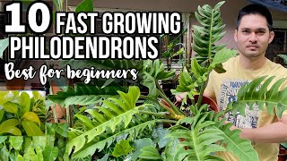 TOP 10 FAST GROWING PHILODENDRONS FOR BEGINNERS  EASY TO CARE PHILODENDRONS  PHILODENDRONS [upl. by Winters]