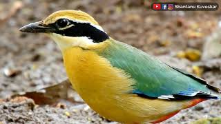 Indian Pitta Pitta brachyura  One of the most beautiful birds of India  by Shantanu Kuveskar [upl. by Chlori89]