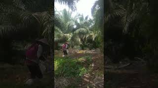 pemupukan kelapa sawit shortvideo [upl. by Nalniuq977]