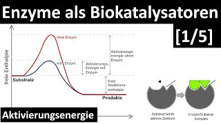 Enzyme sind Biokatalysatoren  Einführung Enzyme  Aktivierungsenergie 15  Biologie Oberstufe [upl. by Katy]