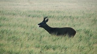 Stirnu āža quotriešanaquot  quotЛайquot самца косули  Barking Roe Deer [upl. by Kraska]