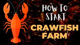 How To Start A Crawfish Farm [upl. by Docila]