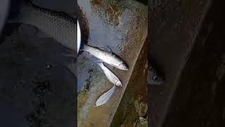 Fish Farming by TRLM Mahila Kishan l TRLM l Amarpur [upl. by Edik]