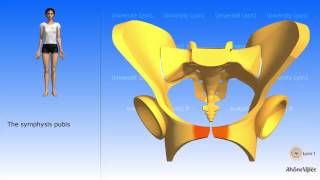 The simplified pelvis the simplified hip bone [upl. by Rettke]