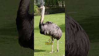 The 7 Biggest Birds In The World shorts [upl. by Any]