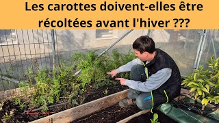 Les carottes doivent elles être récoltées avant lhiver [upl. by Sullecram]