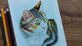 Realistic Cat Portrait Drawing  Brustro Colour Pencil Drawing  Brustro Watercolour Pencils [upl. by Shawnee]