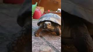 Joe the Tortoise [upl. by Marthe]