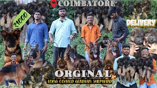 ரூ 1000 முதல் Largest ஜெர்மன் ஷெப்பர்ட் DogAll india Delivery  Puppies sale Long coated German dog [upl. by Branscum]