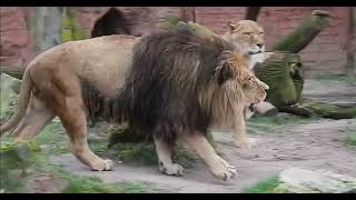 Magnificient Barbary Lion at Morocco Zoo [upl. by Auqenahc]