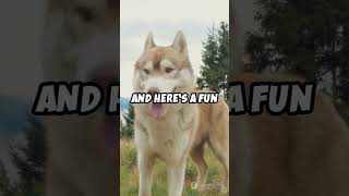 Why Do Siberian Huskies Howl 🐺 [upl. by Bor]