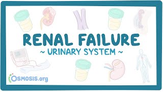 Pathology of Urinary Tract Infection and Chronic Renal Failure Pathoma Lectures fully explained [upl. by Cann167]