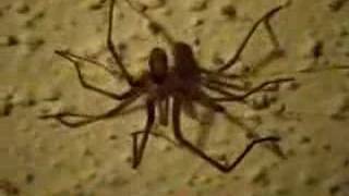 Brown Recluse Spider [upl. by Margaretha]