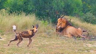 Wild Dogs Want to Save Brother From Lion [upl. by Pickett]