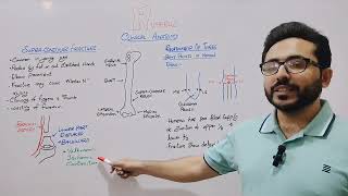 Humerus clinic anatomy supracondylar fracture Volkmanns fracture humerus dislocation [upl. by Brunhilde]