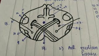 01 Section of Medulla Oblongata at Pyramid Decussation  Easy TRICK to Draw Medulla [upl. by Marget708]