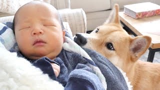 Shiba Dog Meets Baby Brother [upl. by Ynaoj]