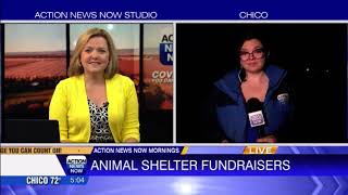 2024 Chico Pet Calendar Fundraiser Featured on Local News [upl. by Botzow]