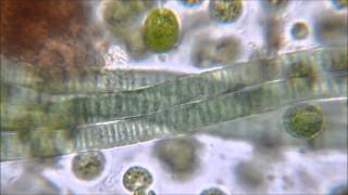 Gliding Motility of Cyanobacteria [upl. by Hesler]