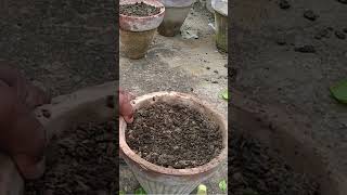 Rooting Mulberry Cutting Technique mulberry mulberries cuttingplants rooting homegardening [upl. by Ttayh]