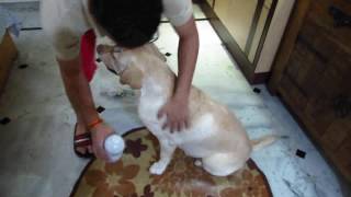 Natural treatment against Ticks and Fleas on dogs and cats [upl. by Treva]