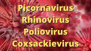 Picornavirus Rhinovirus Poliovirus Coxsackievirus [upl. by Doe]