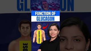 Function of Gulcagon neetbiology neetexam neetbiologypreparation neetcoaching [upl. by Ylam]