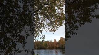 Autumn leaves by the river Steinkjer Norway 🍂🍁 norwegiannature [upl. by Winson]